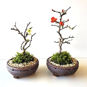 Amazon | 【冬は落葉します】紅白の長寿梅盆栽を1鉢ずつ！年に