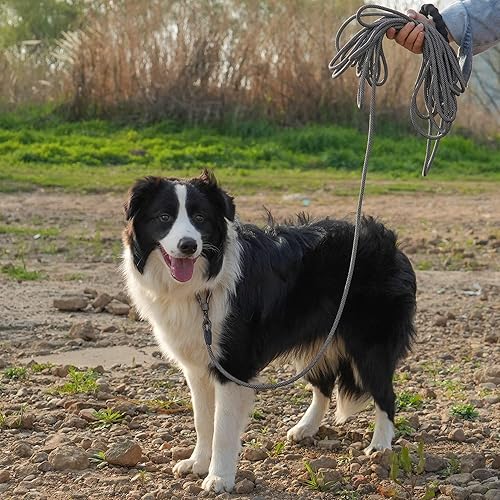 Miniatura 7 de NTR Correa larga para entrenamiento de perros, correas de perro de 100 pies para perros de razas grandes con gancho giratorio bloqueable y cómodo