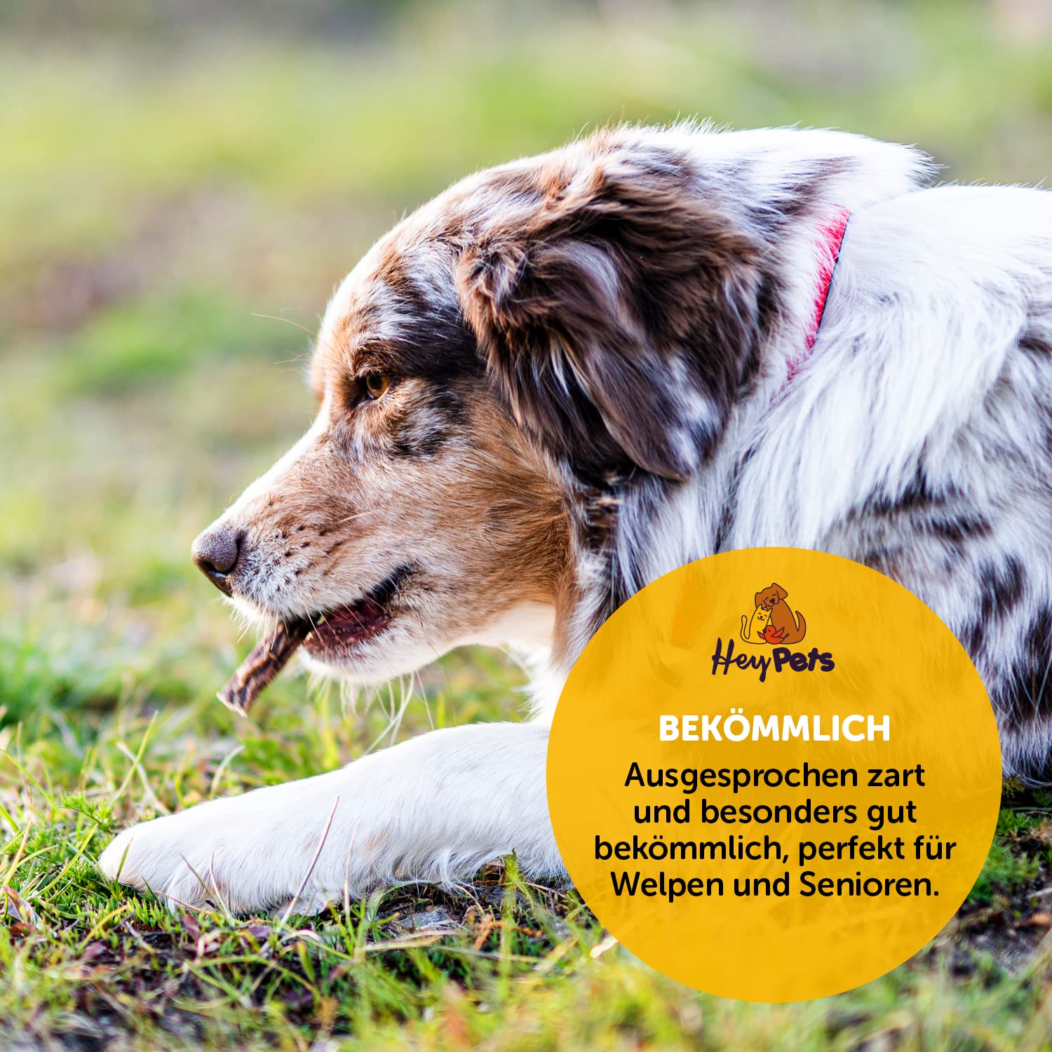 Pelle Di Bovino Per Cani Hey Pets - 500g, Naturale, Pezzi 14cm, Per Pulizia Denti E Masticazione - Foto 10