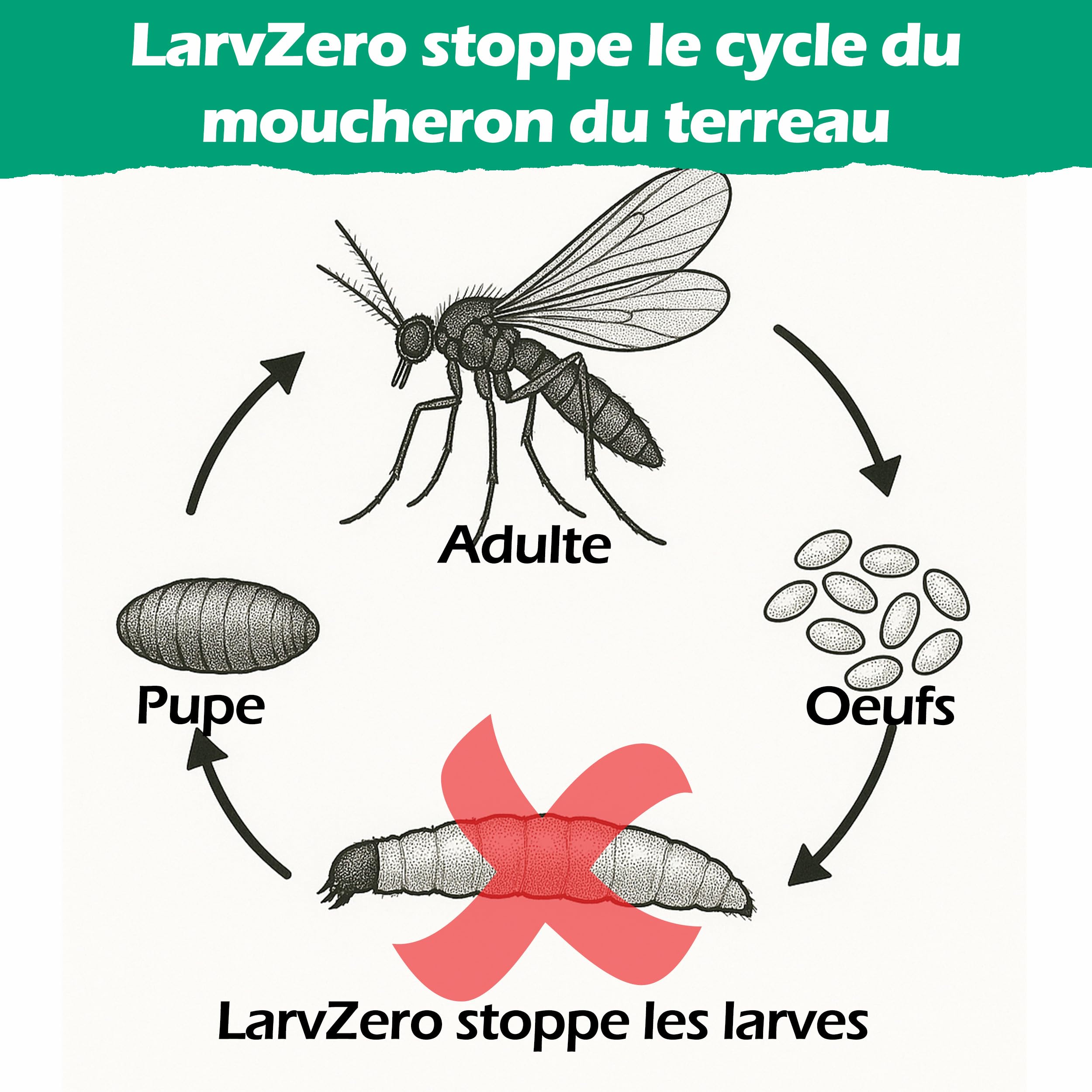 BLAM LarvZero BTI 100g – Larvicide naturel contre les mouches du terreau (Sciaridae) – Bacillus Thuringiensis Israelensis concentré pour 50L de solution