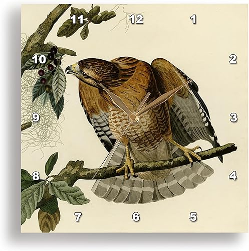 3dRose Wall Clock Silent - 15 inch - Red-Shouldered Hawk Bird of Prey Audubon America Vintage Art Print - Bird Designs