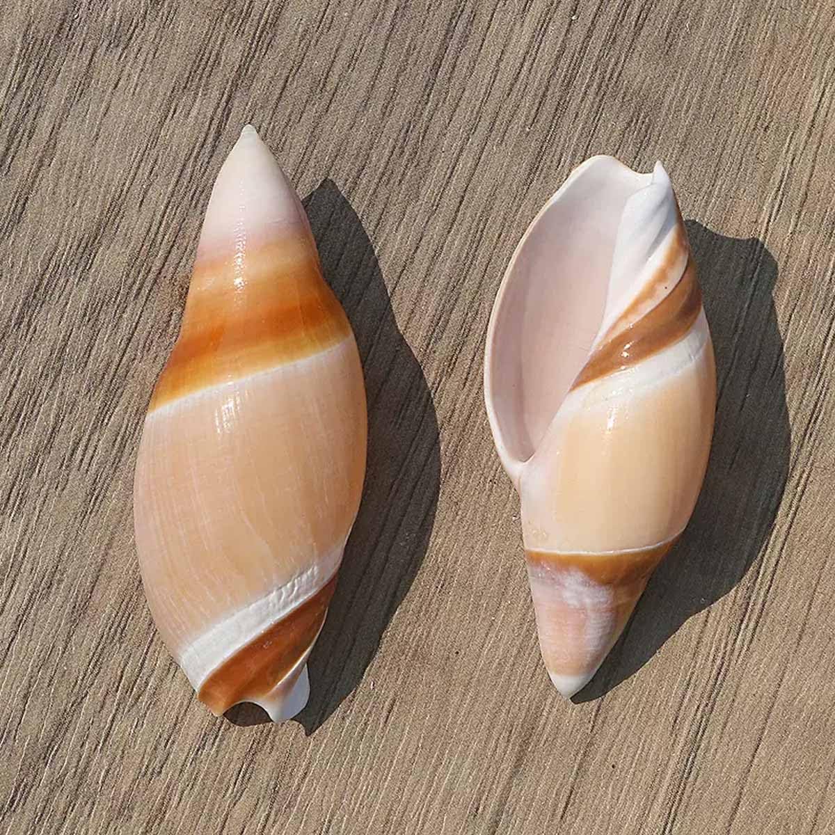 Conchiglia， 4~6 cm for Decorazioni for Matrimoni, Feste a Tema Spiaggia, Decorazioni for la casa, Artigianato Fai da Te, acquari e Collezionisti di Conchiglie