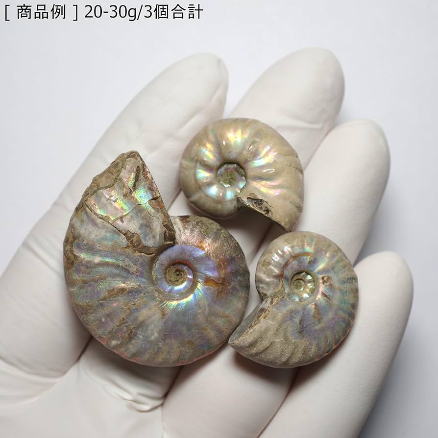 Amazon | [N2 stone Natural] 天然化石 遊色効果のある