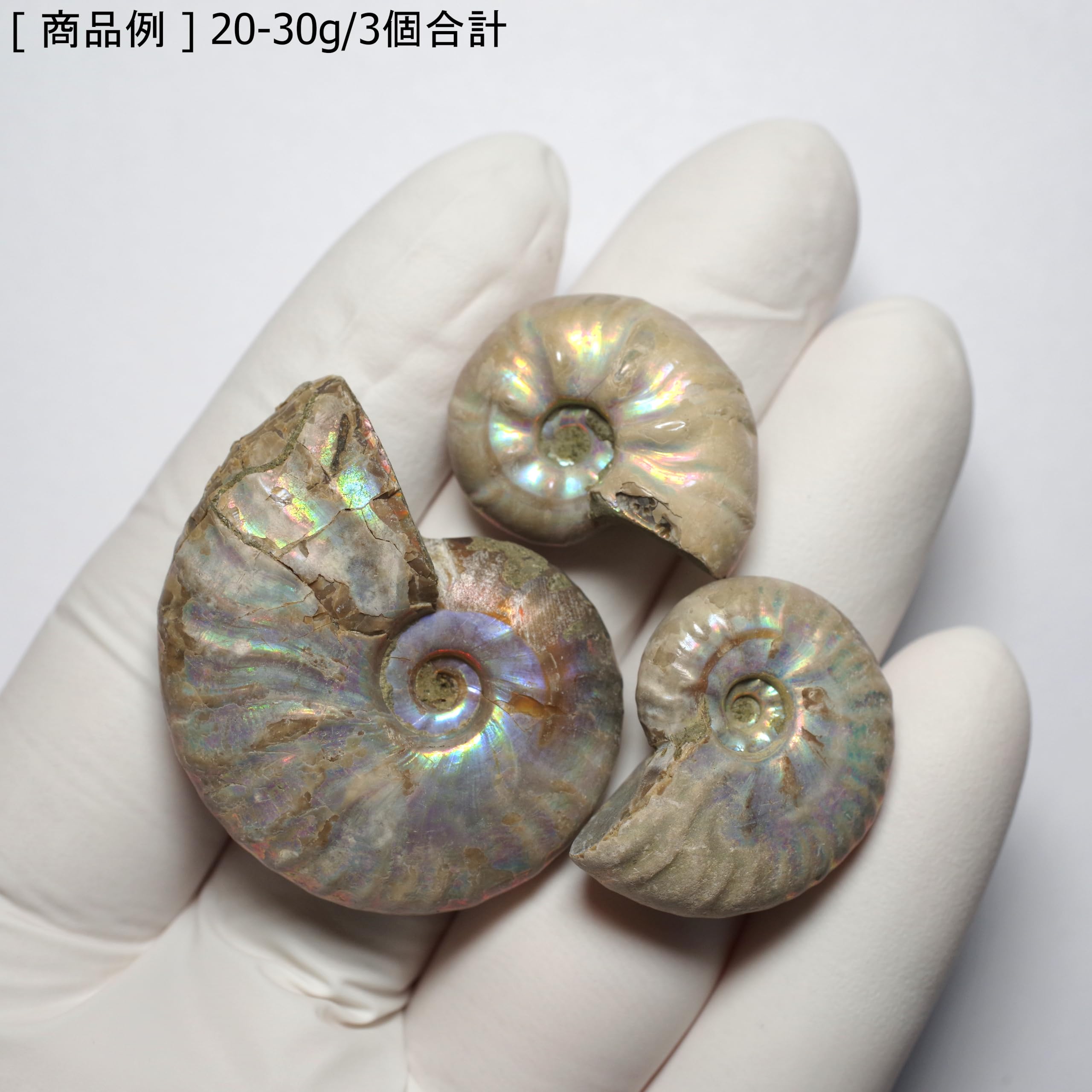 Amazon | [N2 stone Natural] 天然化石 遊色効果のある アンモナイト