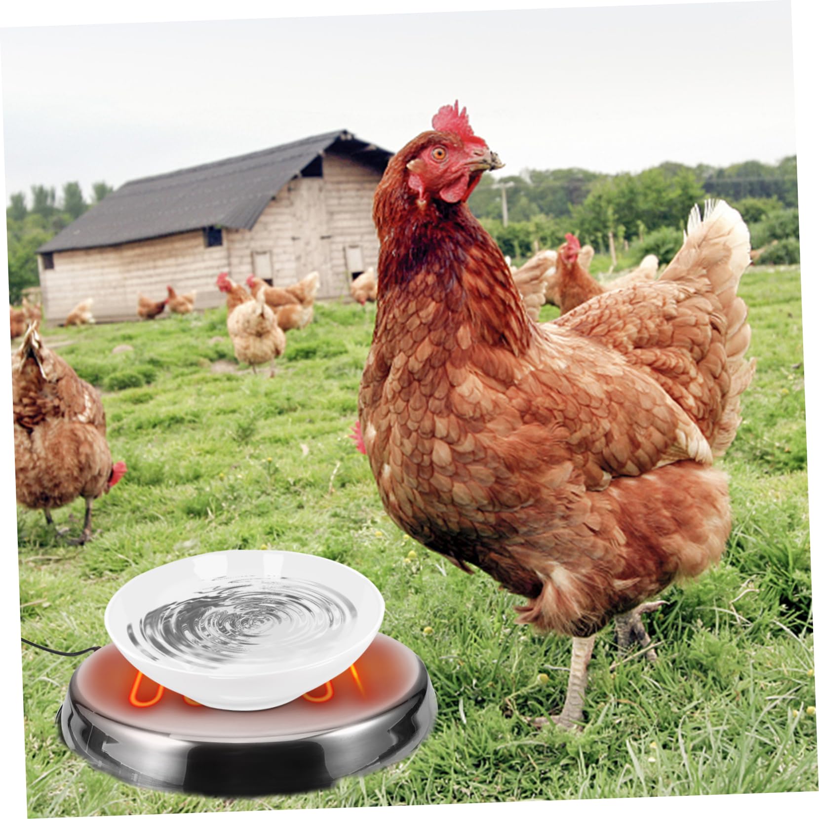 Base Calefactora para Bebedero de Aves de Corral en Invierno Acero Inoxidable y Calor Constante para Patos y Pollos Eu Plug 220-240v