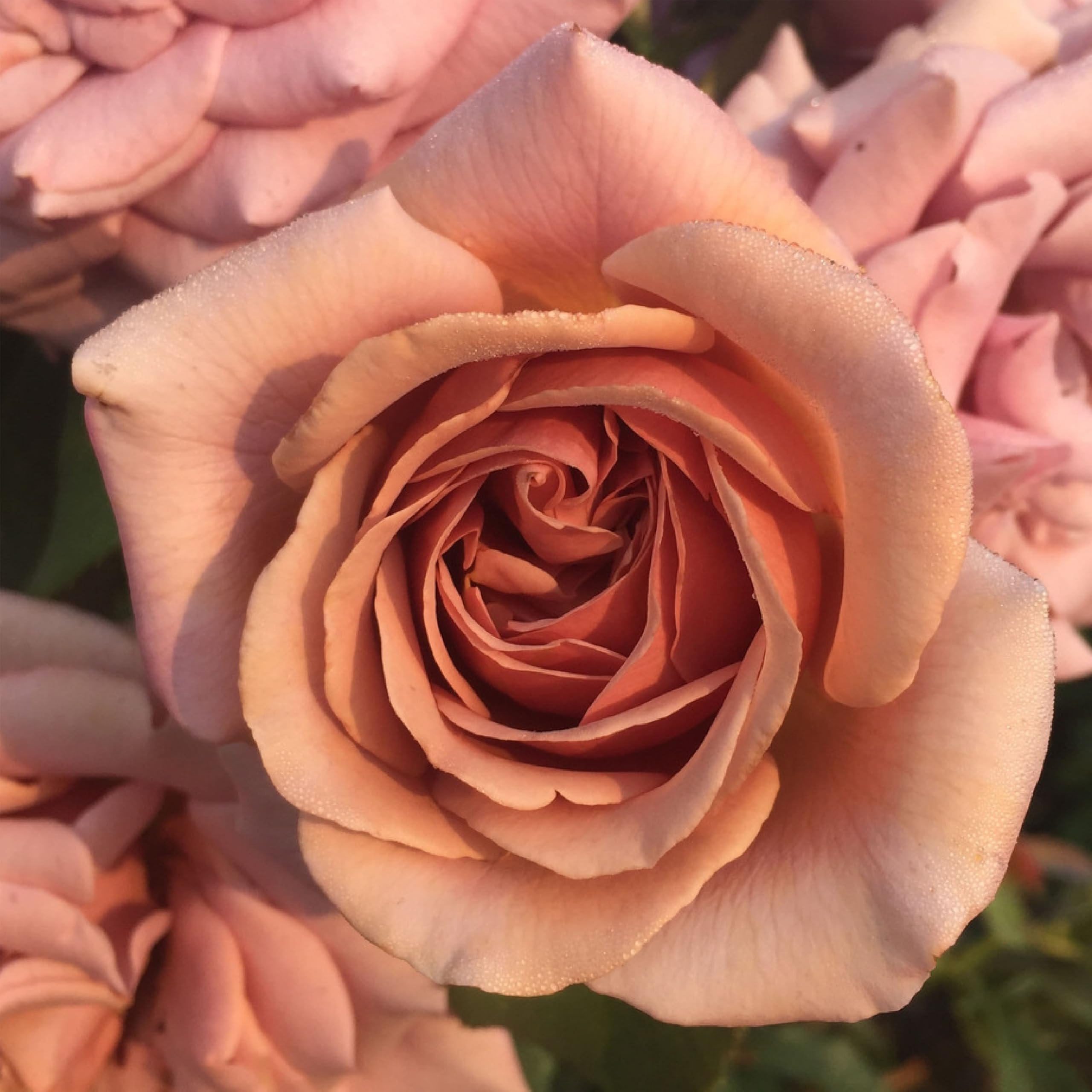 Heirloom Floribunda Koko Loko Rose