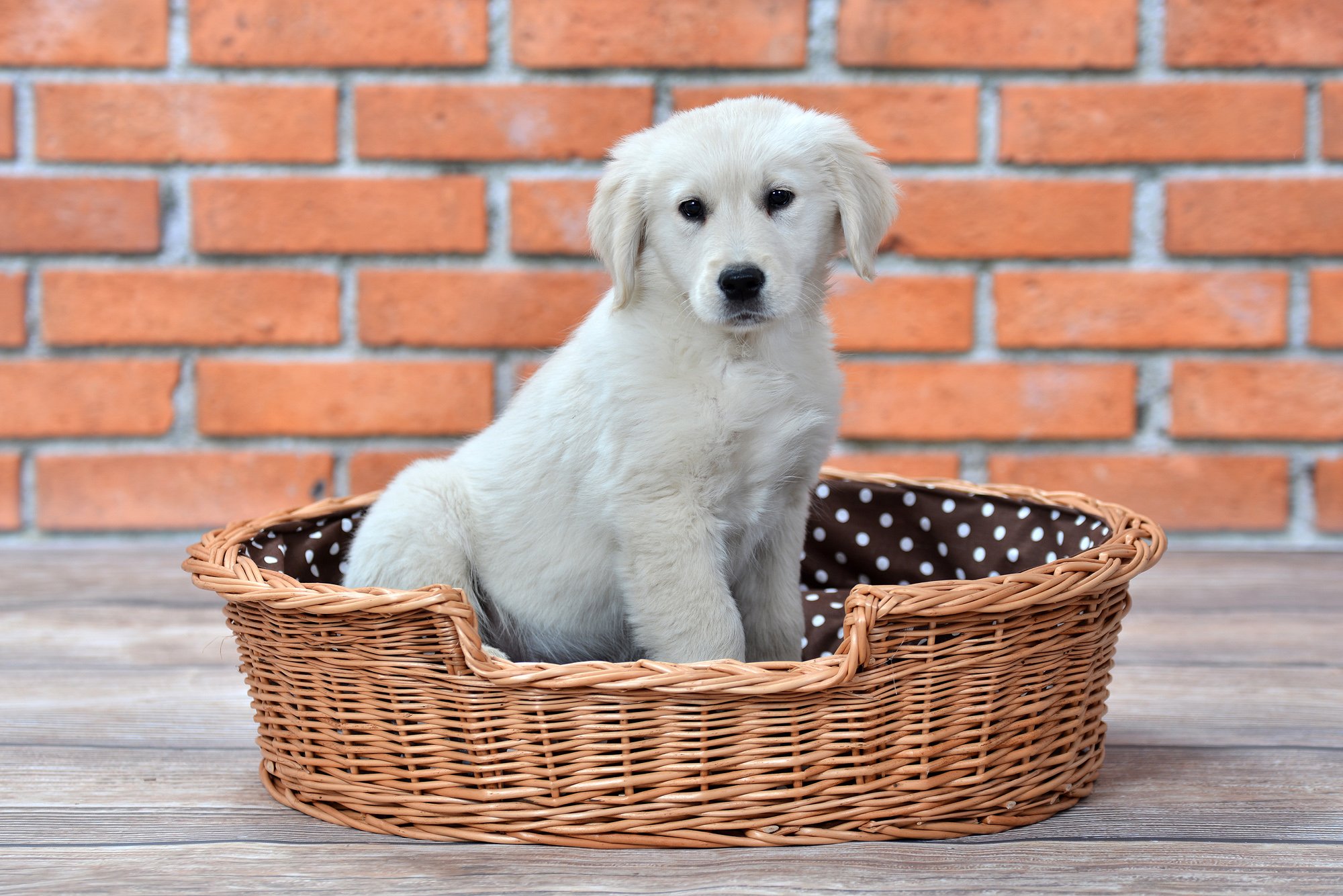 Hundekorb aus Weide für Hund und Katze Hundebett Katzenbett mit Kissen Tierkorb geflochten Katzenkorb Liegeplatz