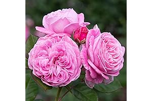 Heirloom Roses Rose Plant - Parfuma® Summer Romance Pink Rose Bush, Floribunda...