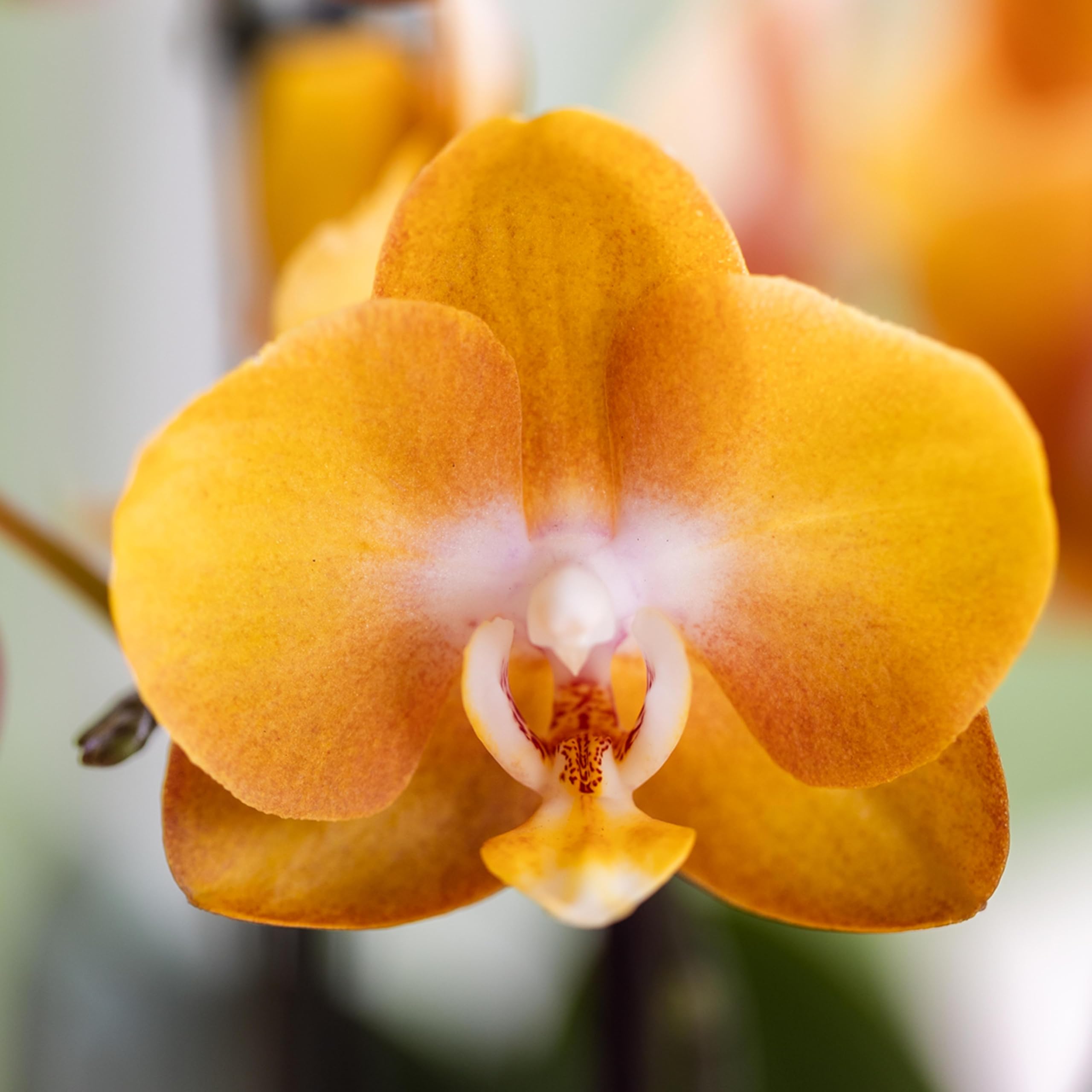 Kolibri Orquídeas | Orquídeas orquídeas Phalaenopsis orquídeas orquídeas orquídeas, diámetro 12 cm | Joya Las Vegas