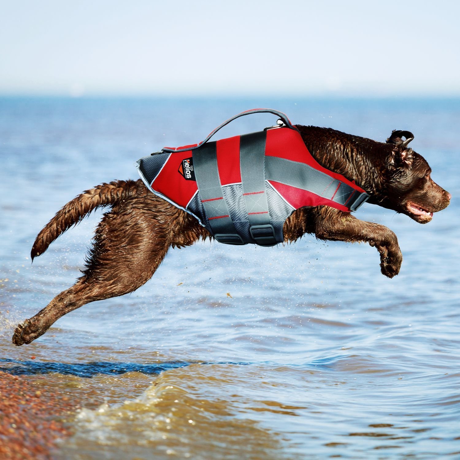 Best Dog Life Jacket for Pitbull: Ultimate Safety & Comfort Guide
