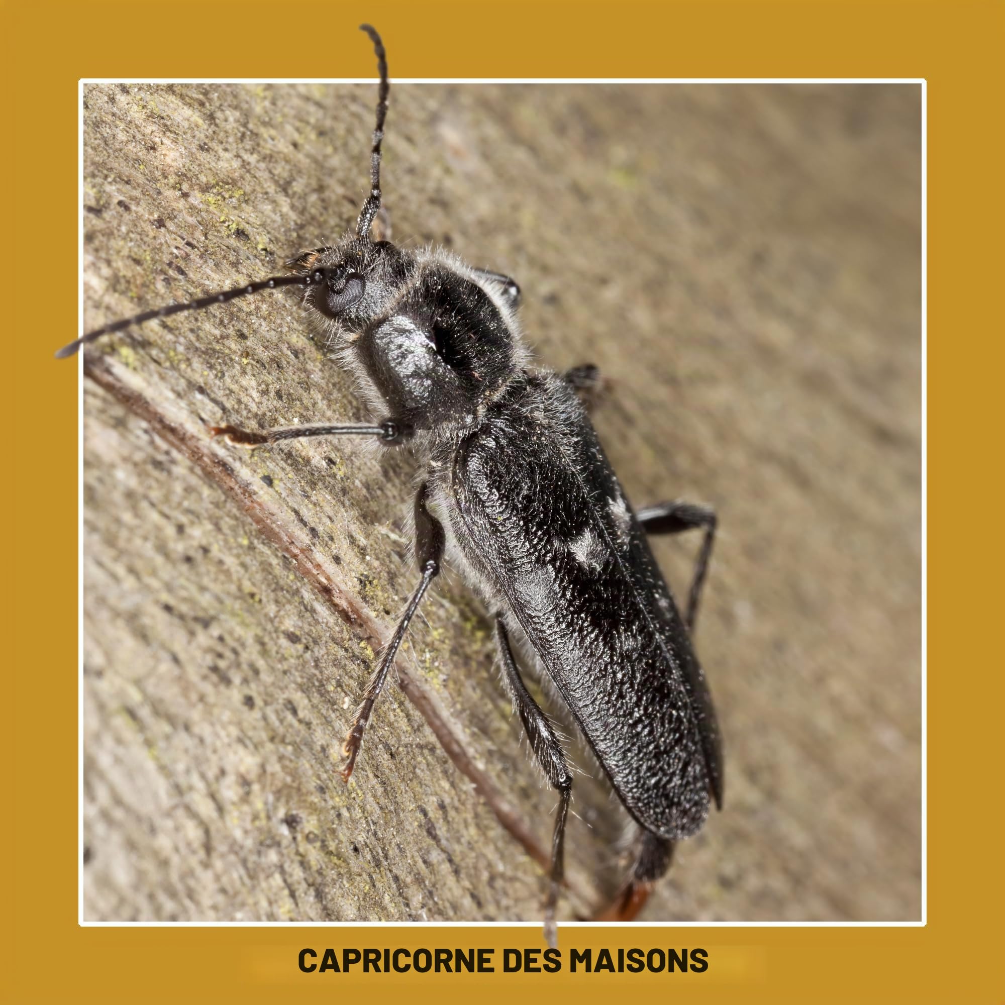 Soluguard Traitement Larves, Vers et Termites (5L) - Contre les Insectes Xylophages détruisant le Bois - Prêt à l'emploi et très Puissant