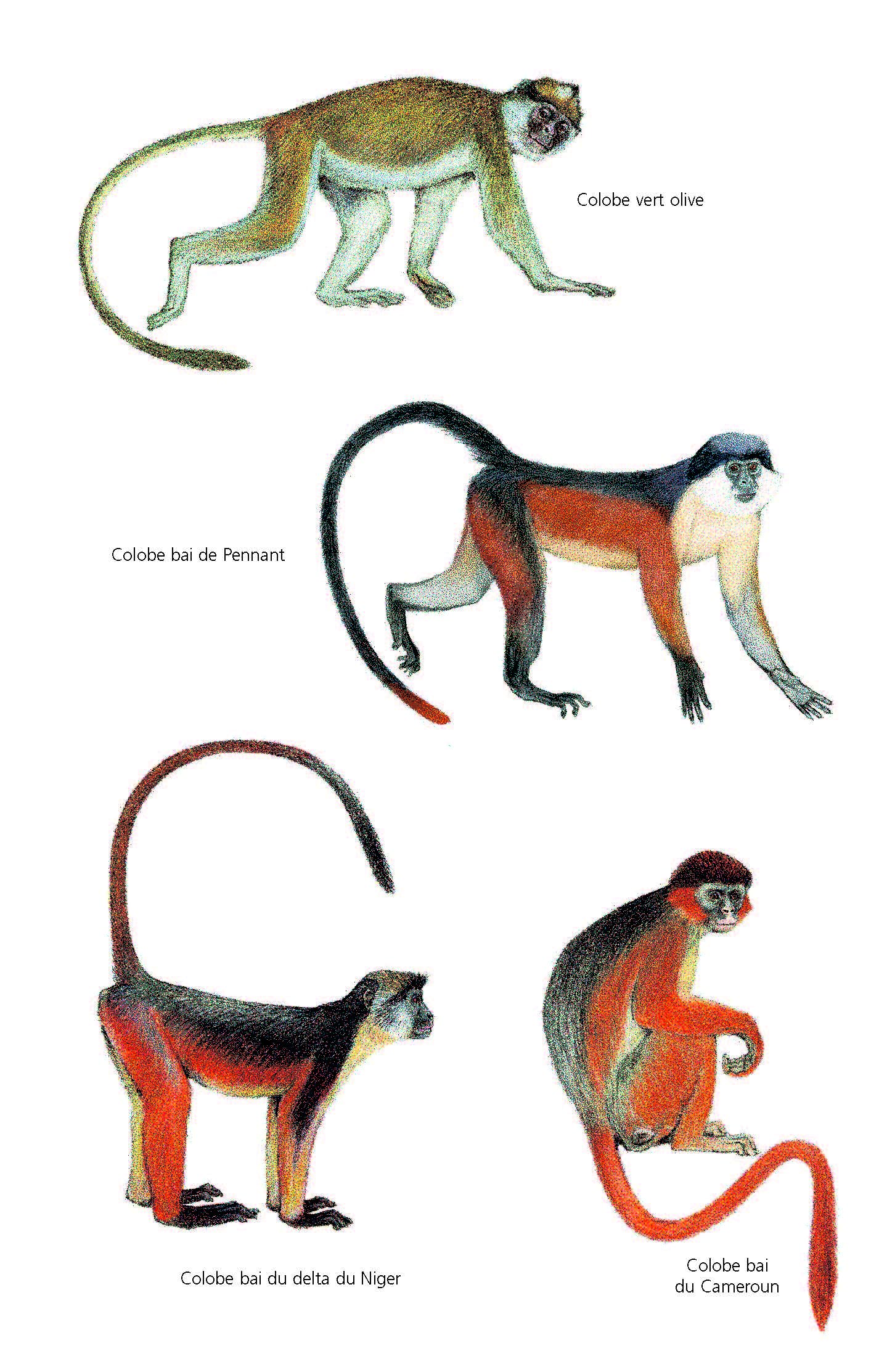 Mammifères d'Afrique: Plus de 300 espèces illustrées