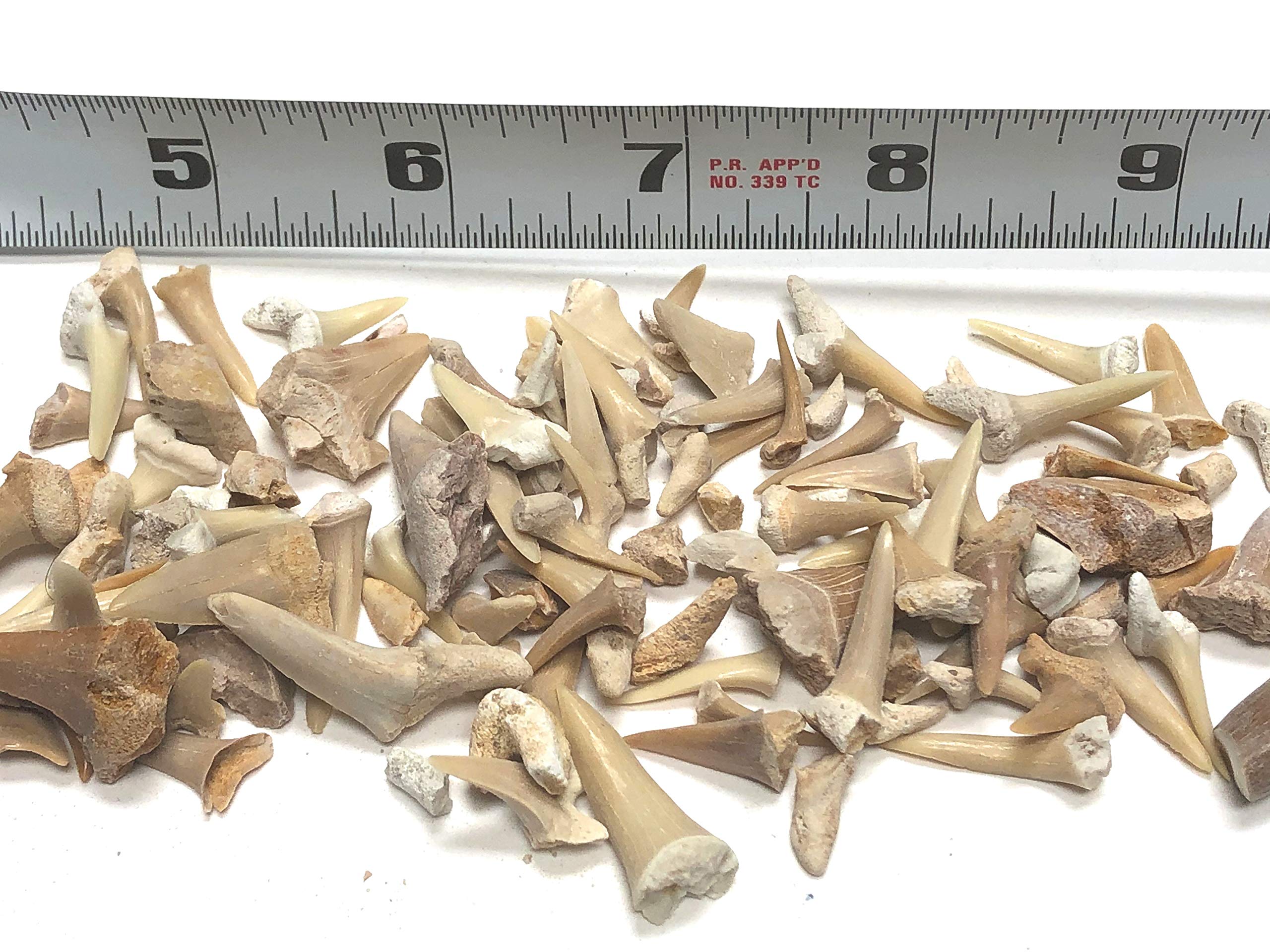 Real Sand Shark Teeth Fossils - Natural 1/4 Pound Pack For Collection & Crafts