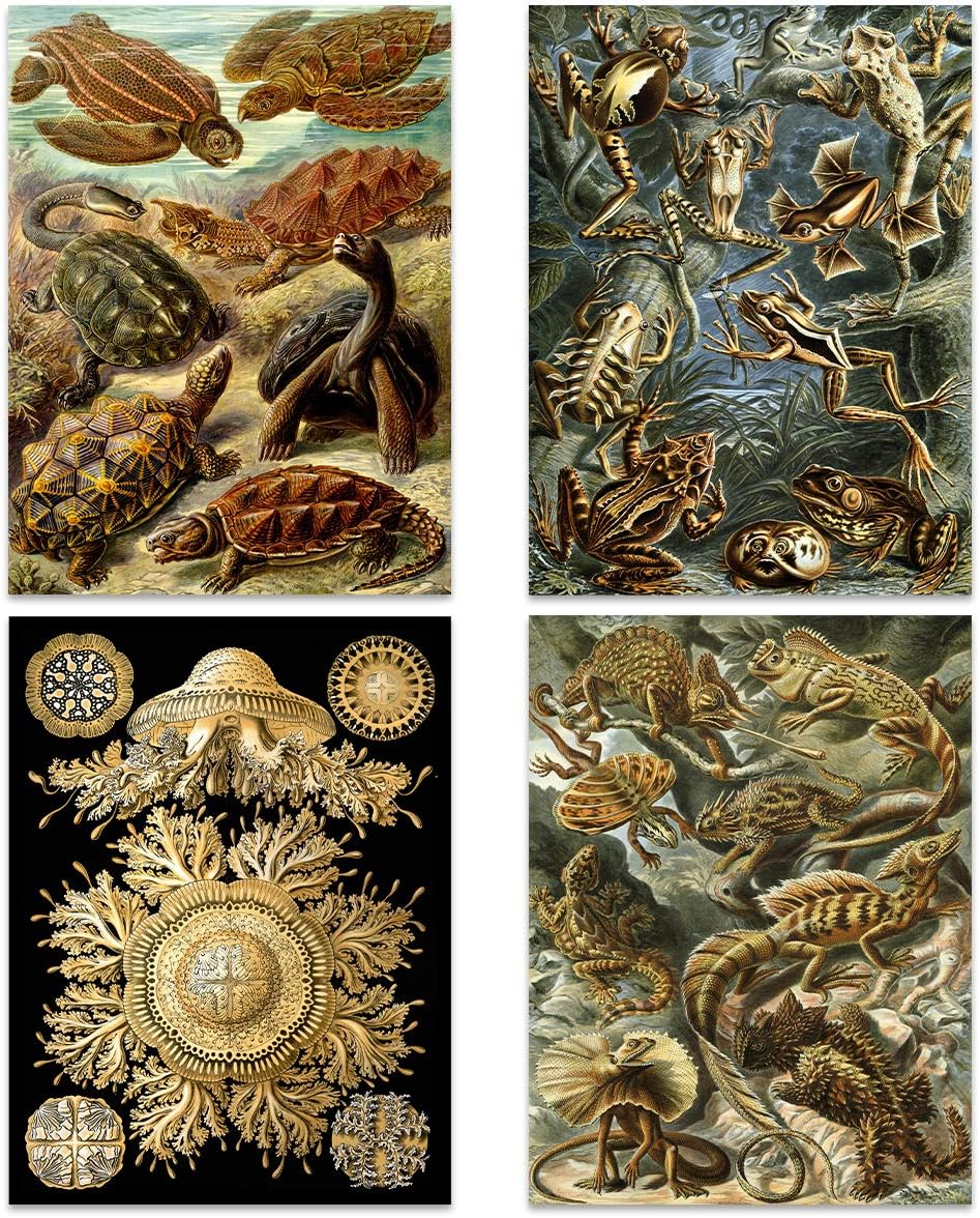 Artery8 Ernst Haeckel Kunstformen Der Natur Plates Nature Vintage Various Biology Art Print Poster Home Decor Premium Pack of 16