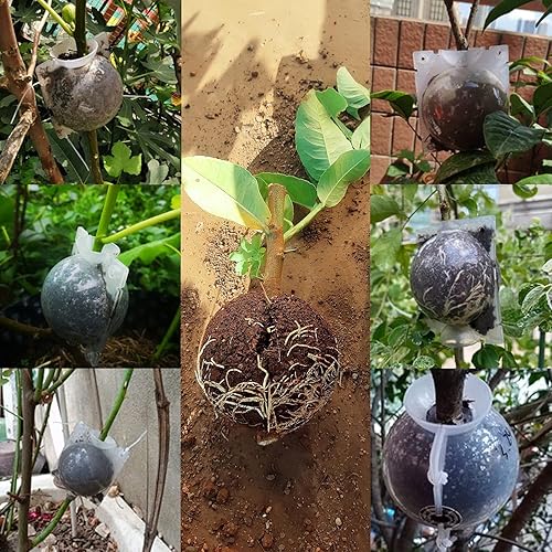 Miniatura 6 de SupKing Enraizamiento de plantas Bola de propagación de crecimiento pequeña, Enraizamiento de corte asistido negro, Dispositivo de enraizamiento de
