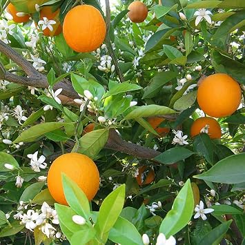 40 Pcs Orange Seeds for Planting