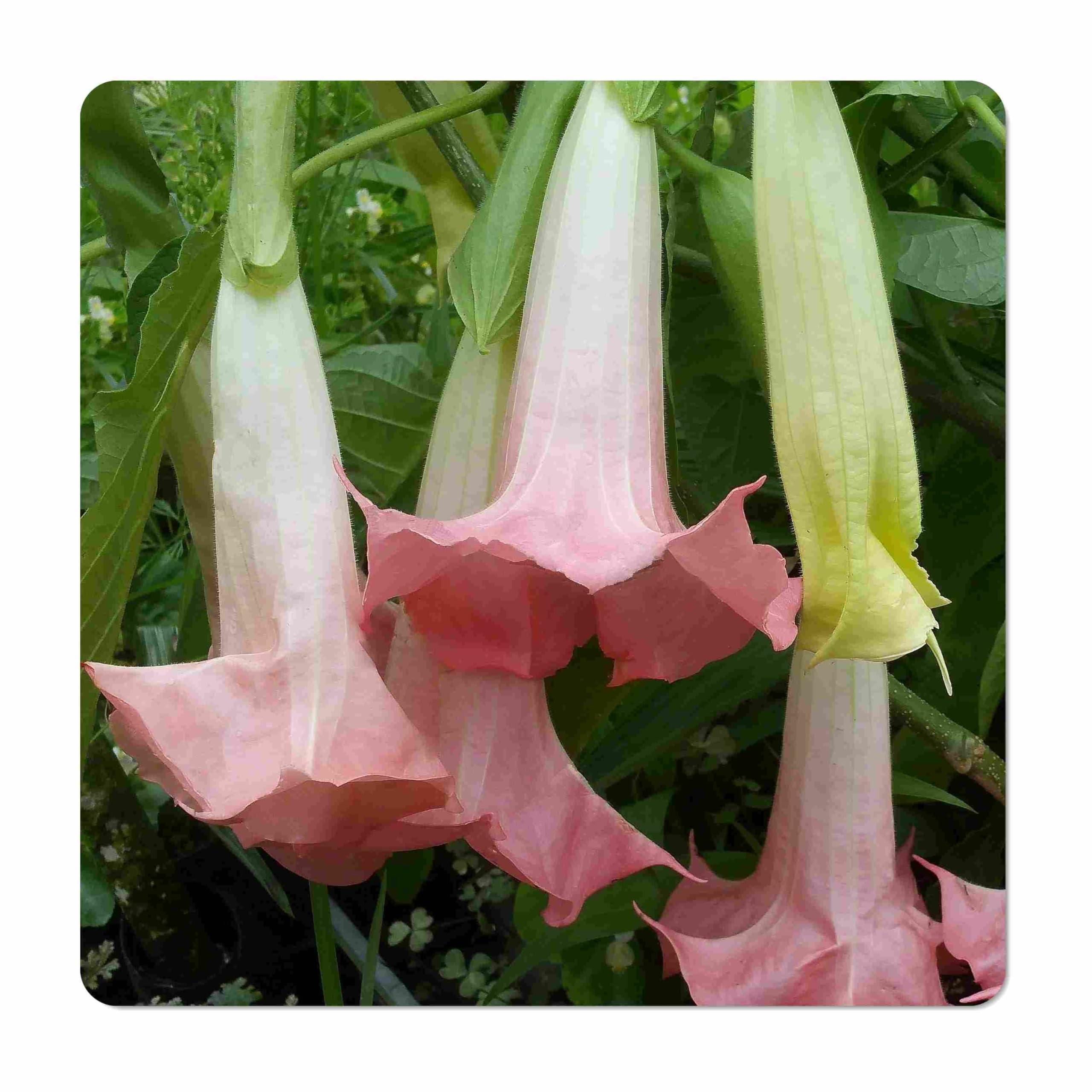 Amazon.com : Piroschka - Brugmansia Hybrid - Angels Trumpet - Live