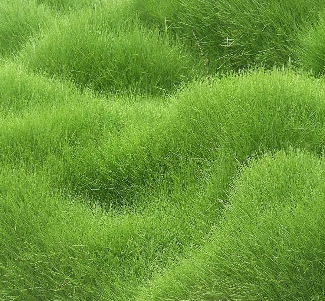 "Lawn Grass Seeds" - "Herbs Plant Hybrid Seeds" | High Germination Rate | Perfect for Home Gardens | Fresh & Non-GMO (Lawn Grass)