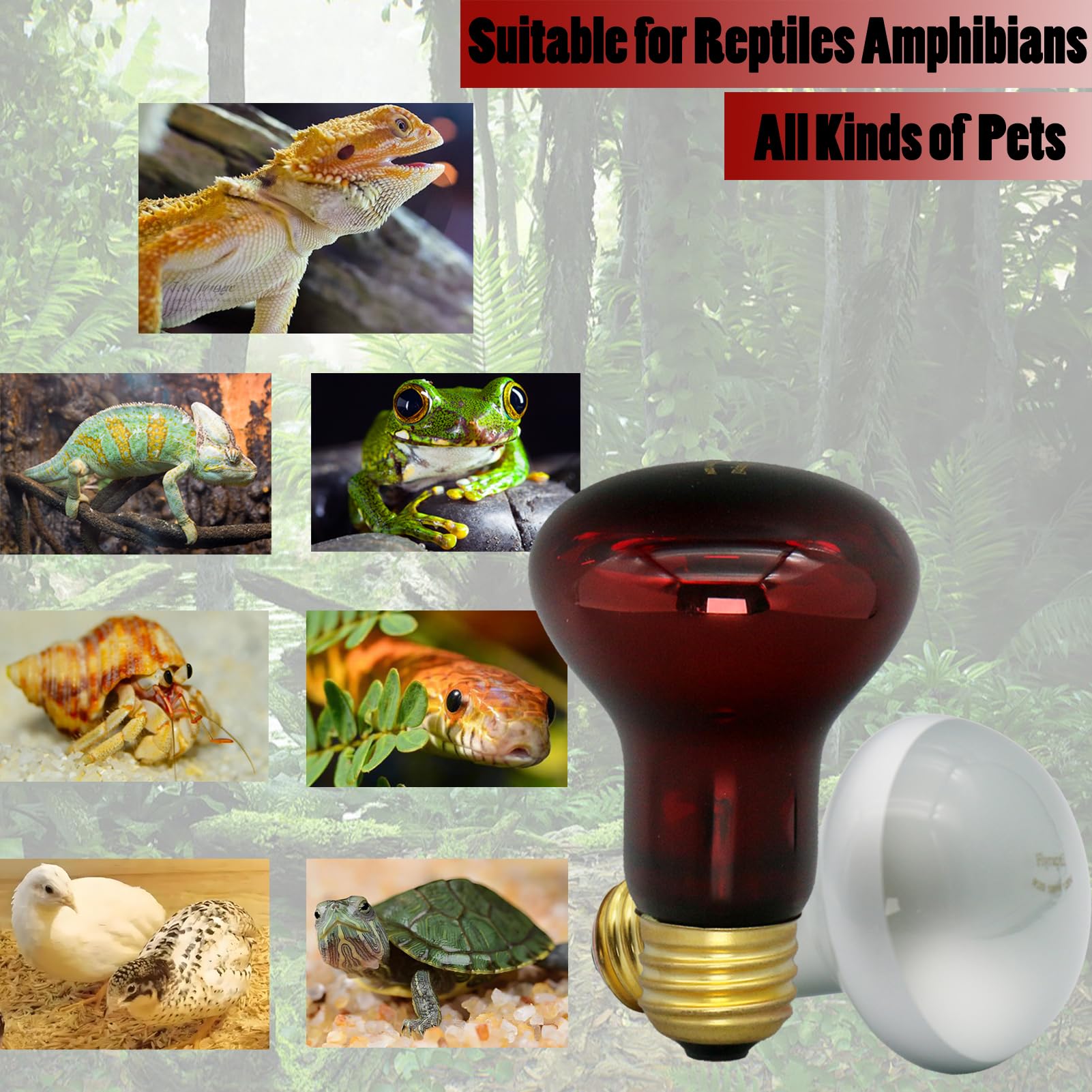 Reptile Heat Lamp Bulb 100 Watt, Day Time & Night Basking Spot Light Combo Pack, Amphibians Infrared Red Heat Light Bulb and Daylight Heating Lamp for Bearded Dragon, Leopard Gecko, Chicken, 4 Pack - image 7