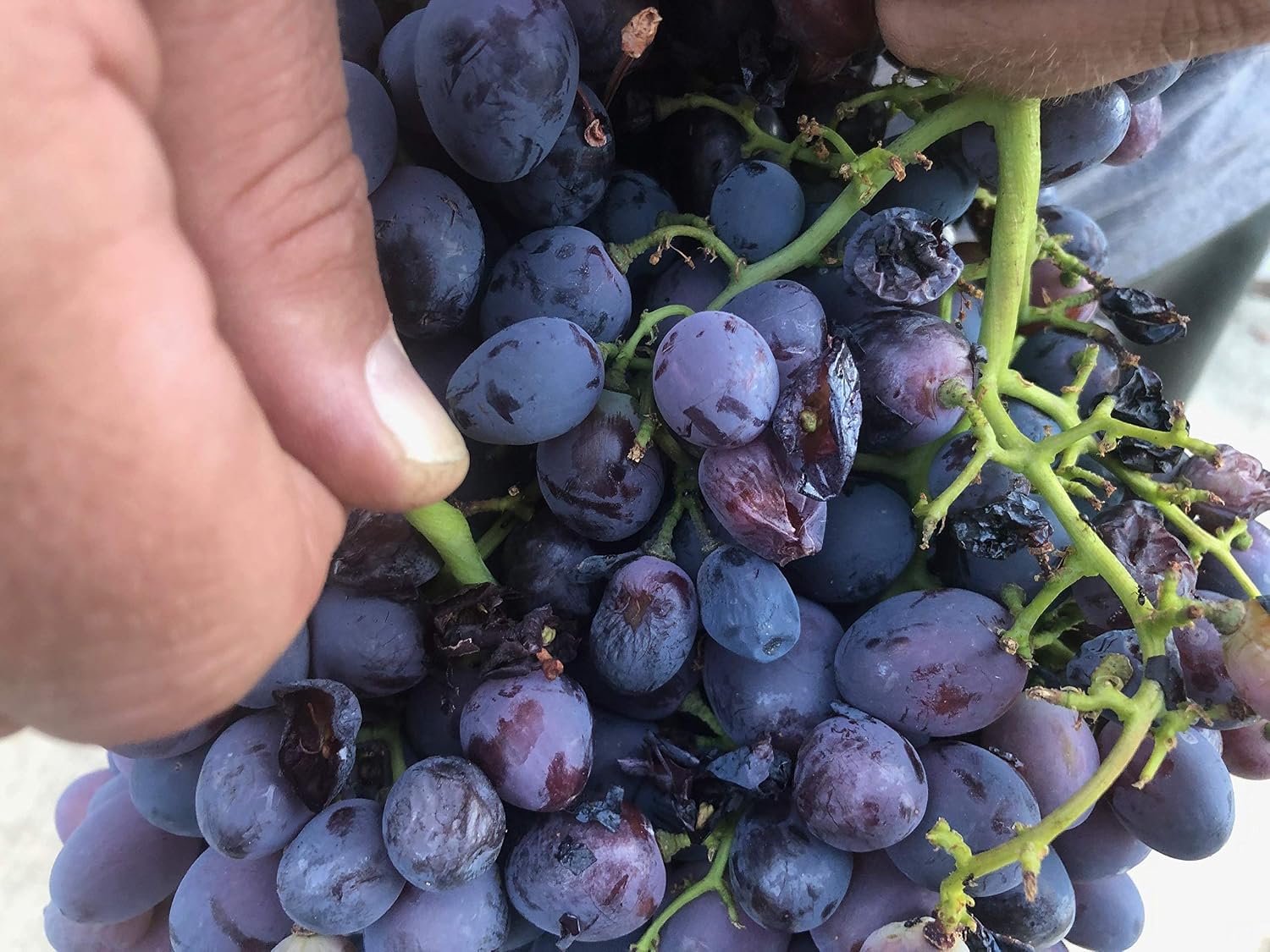 1 Starter Autumn Royal Grape Vine