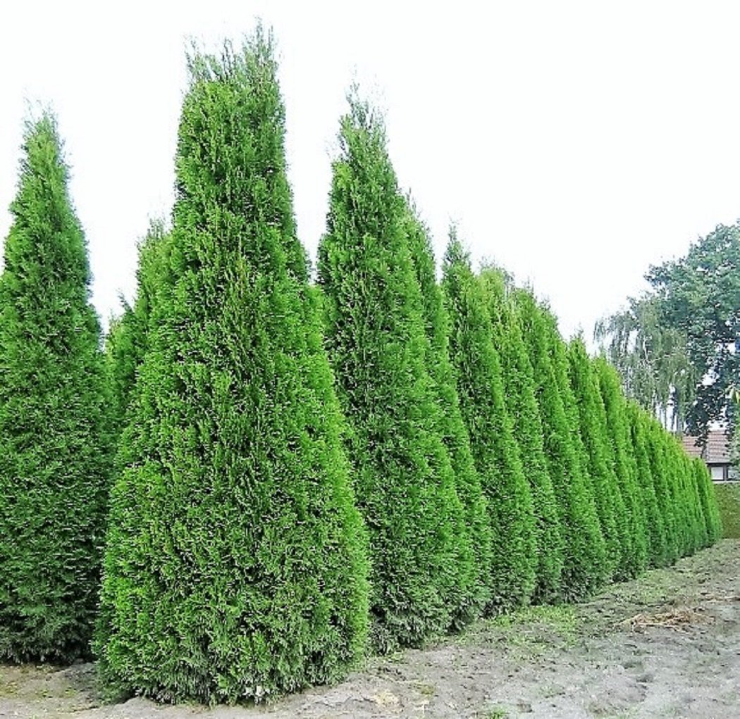 3 x Riesiger Lebensbaum Thuja Smaragd jeweils im 15 Liter Container in  Baumschulqualitt Gesamthhe ca.200 cm. : Amazon.de: Garten