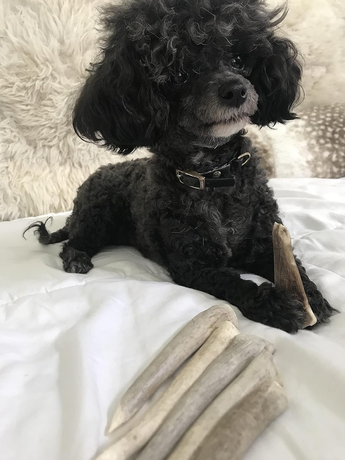 Deer Antler Chews for Small Dogs - 6 Pack, Organic and Natural, 4 to 7 Inches