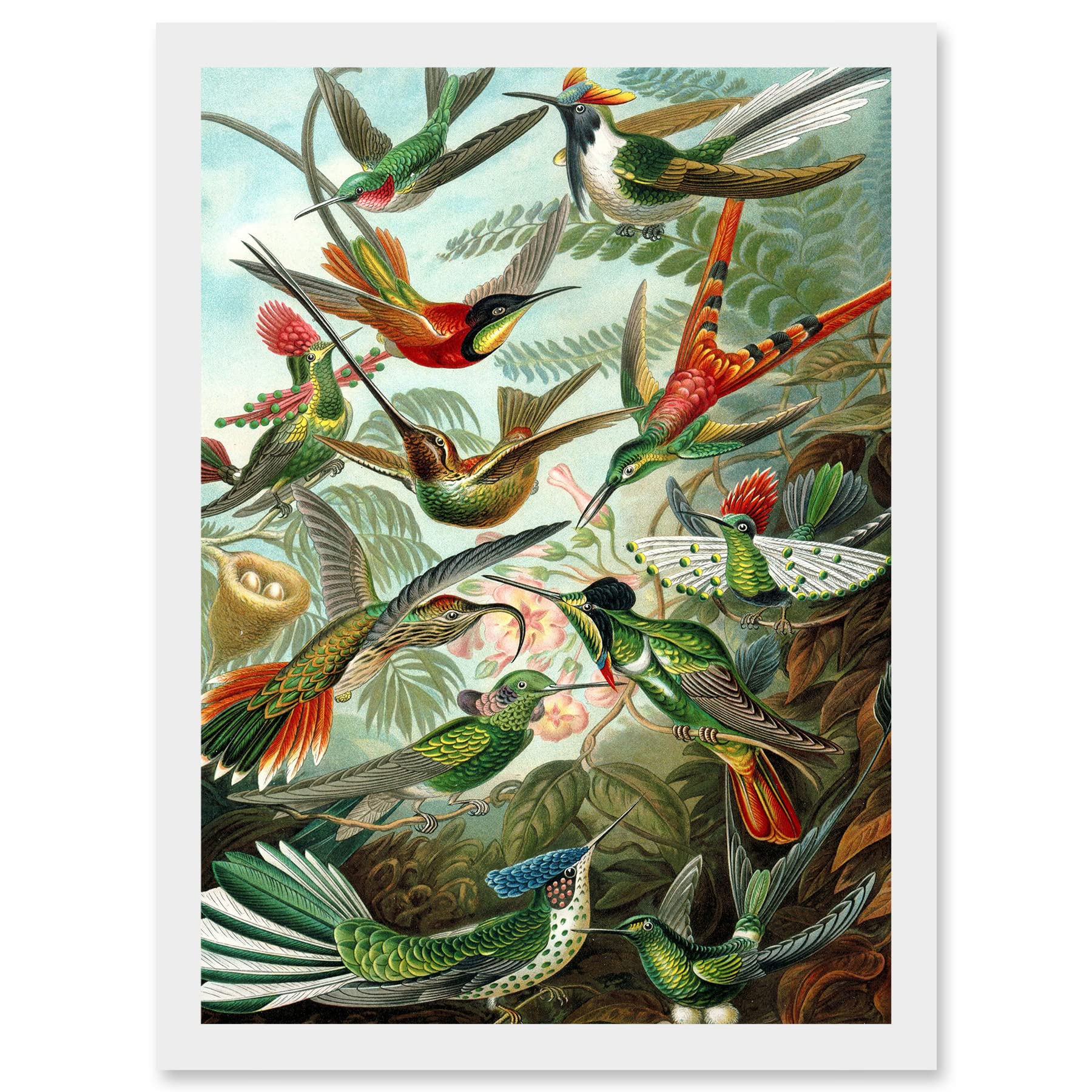 Artery8 Ernst Haeckel Nature Art Biology Birds Hummingbird Vintage A4 Artwork Framed Wall Art Print