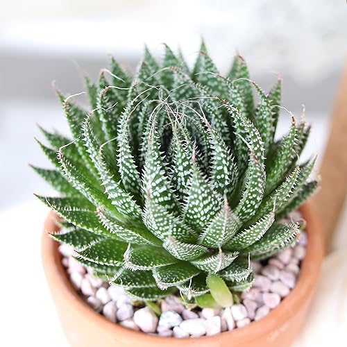 Miniatura 2 de Gasteria Flow Aloe - Hojas en forma triangular de color verde oscuro (4 pulgadas + maceta de arcilla)