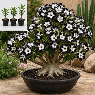 3 Live Desert Rose Starter Plants | Easy Rooted Adenium in 2 Inch Pots | Drought Tolerant