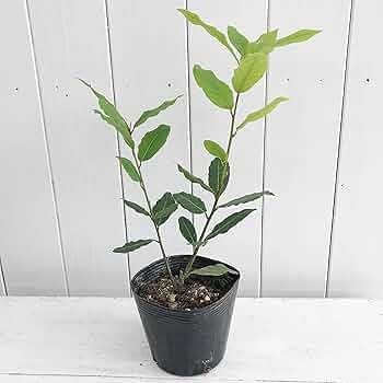 月桂樹(ローリエ)　常緑樹　特大苗　130cm 超　大きく立派な株 10号鉢植え 月桂樹(ローリエ) 常緑樹 特大苗 130cm 超 大きく立派な株 10号