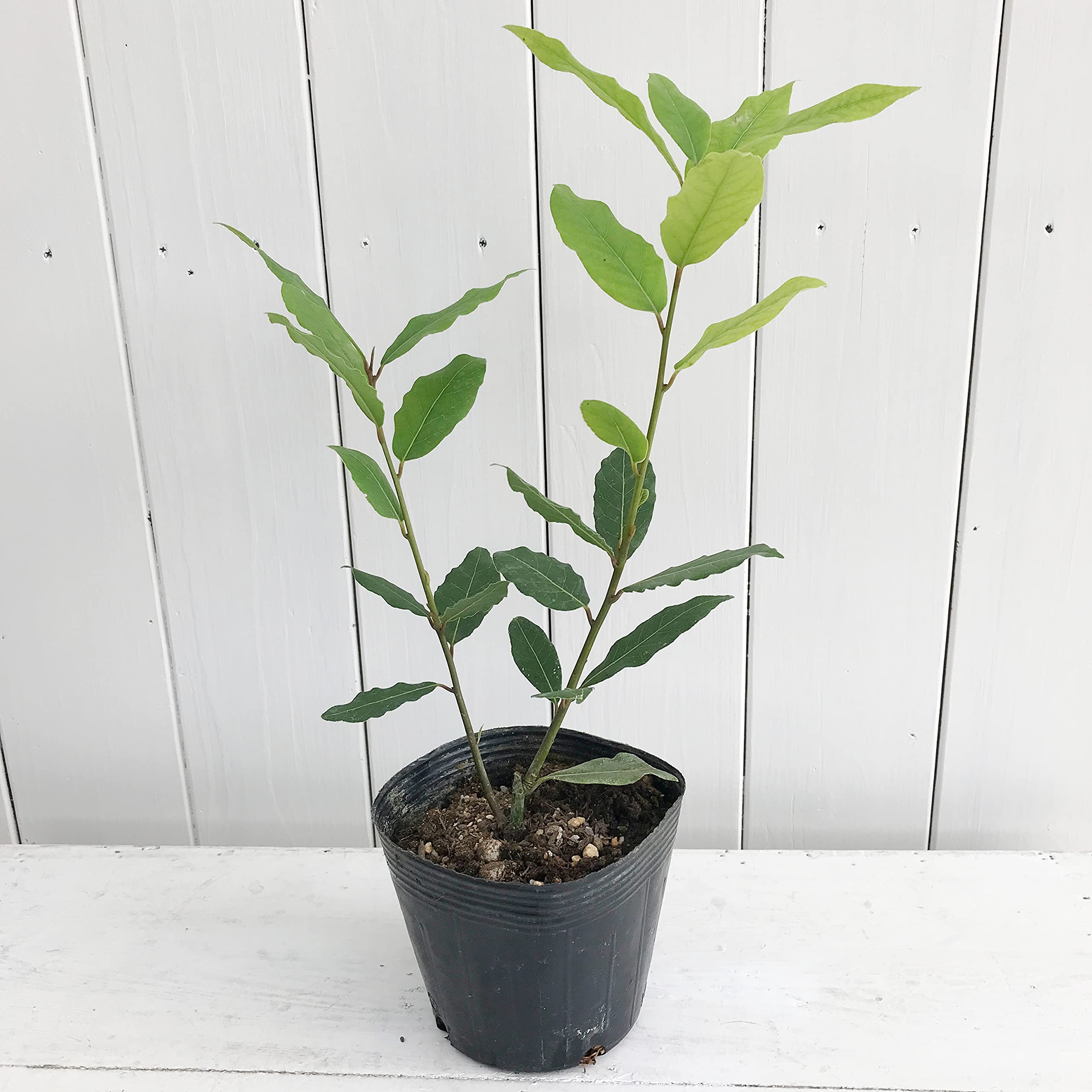 Amazon | はなみどり 月桂樹 苗木 10.5cmポット 1株 | 植木