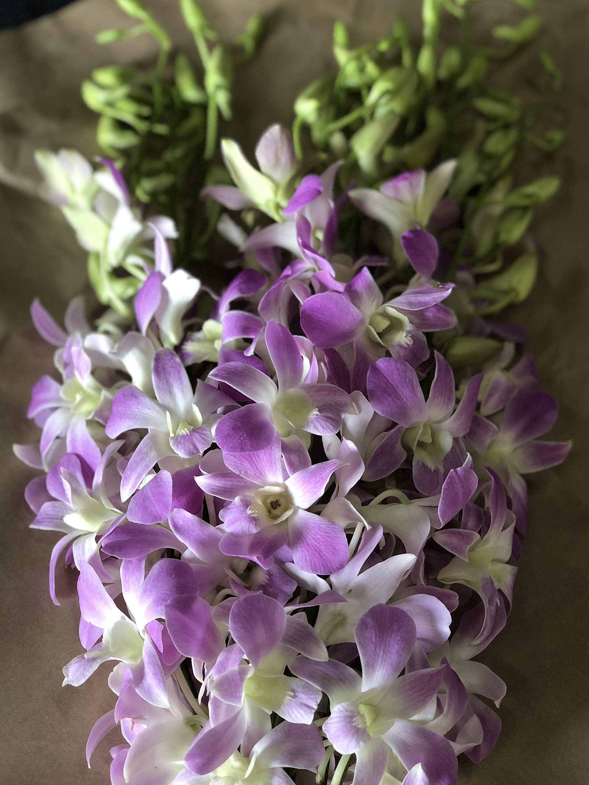 Amazon｜PURIZA [生花] 花材 切り花 デンファレ アンナ 10本 結婚