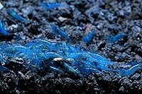 Vista 4 de Acuario vivo de agua dulce Camarones Neocaridina (terciopelo azul (paquete de 5))