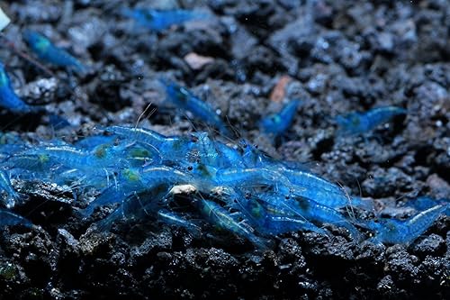 Miniatura 4 de Blue Velvet Shrimp - Camarones vivos de agua dulce para acuario - 14 a 1 pulgada de largo (paquete de 5)