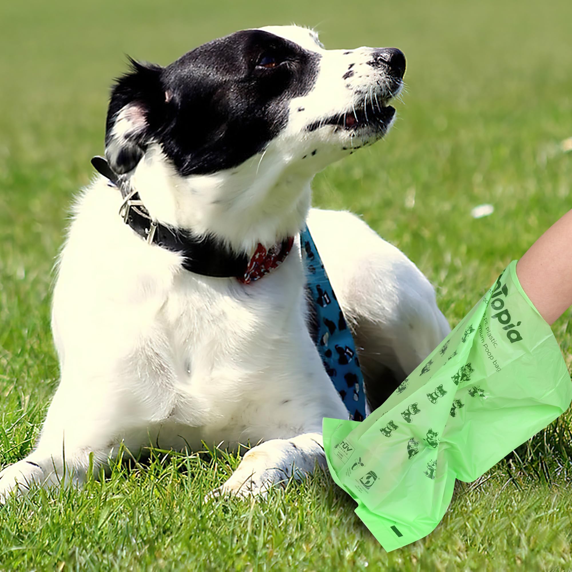 Bolsas para excrementos de perro 100 % certificadas para el hogar, compostables y biodegradables (no necesita desgarros), bolsas de basura para perros compatibles con ASTM D6400 y EN 13432, extra