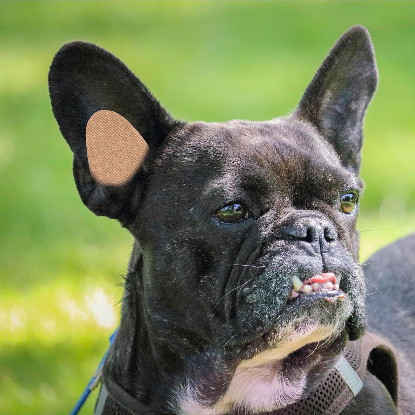 Pegatina de Oreja de Perro de Pie, Corrección sin Pegamento, 1 Par