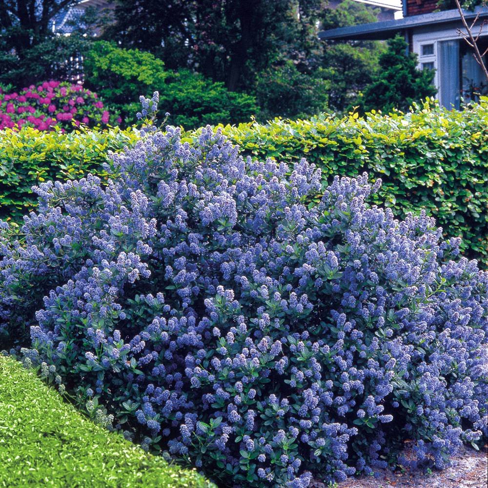 Ceanothus Yankee Point - 2 shrubs