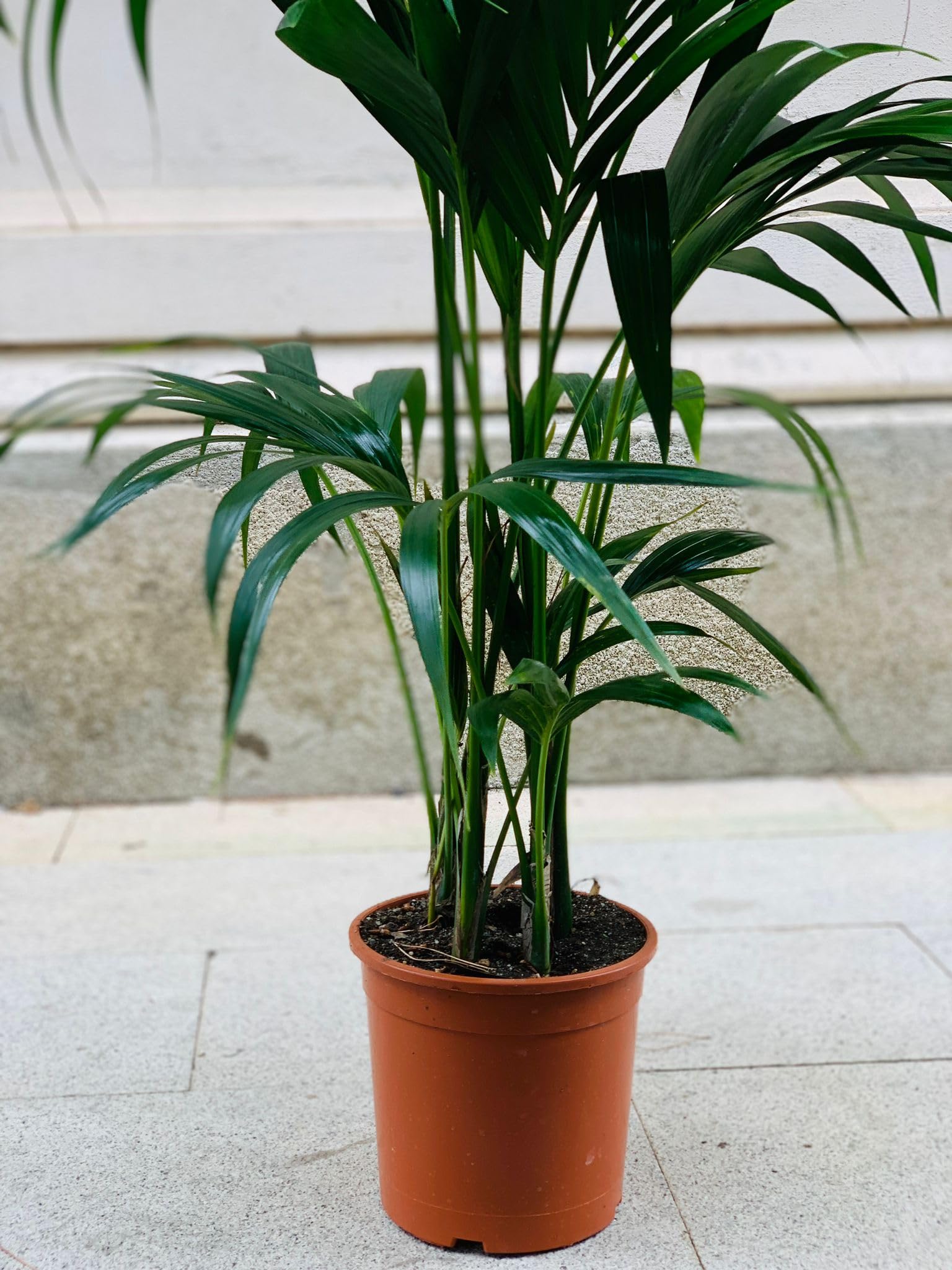 Kentia, Palma Tropicale, Howea Forsteriana, VasoØ19, H120, Pianta Vera, Vaso composto da 3-4 Piante