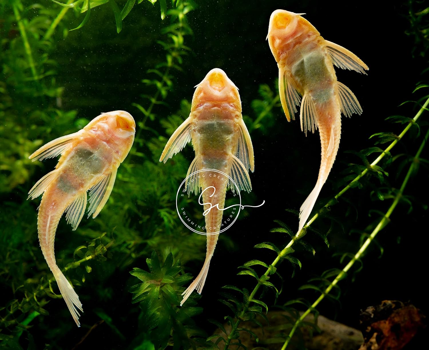 Swimming Creatures™ Pleco (Plecostomus) – Freshwater Aquarium Fish (Juveniles) (2 Albino PLECO)