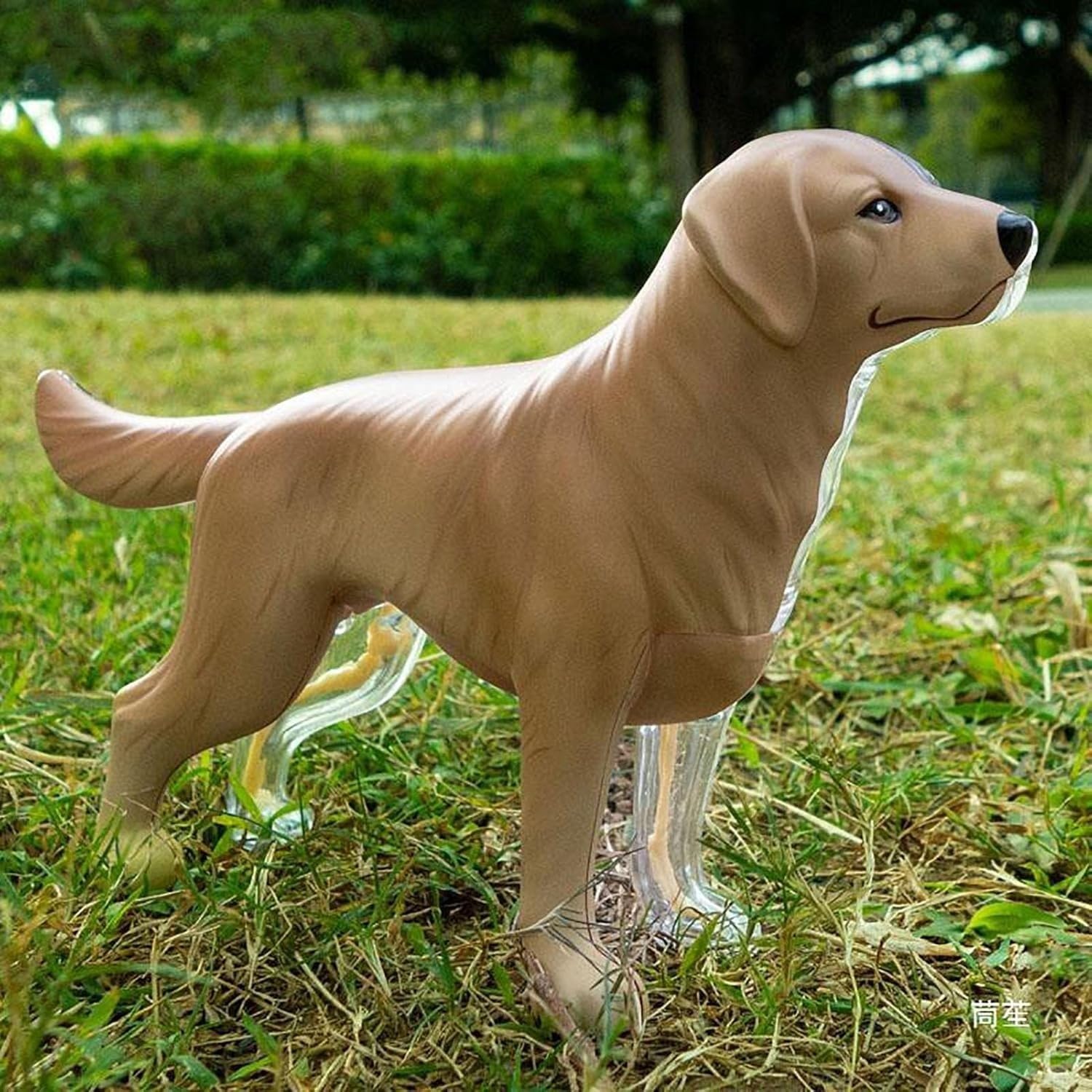 Modelo de anatomía canina 4D, kit de modelo de esqueleto animal de hueso de perro Golden Retriever, modelos de enseñanza de animales for enseñanza veterinaria en clínicas de mascotas.