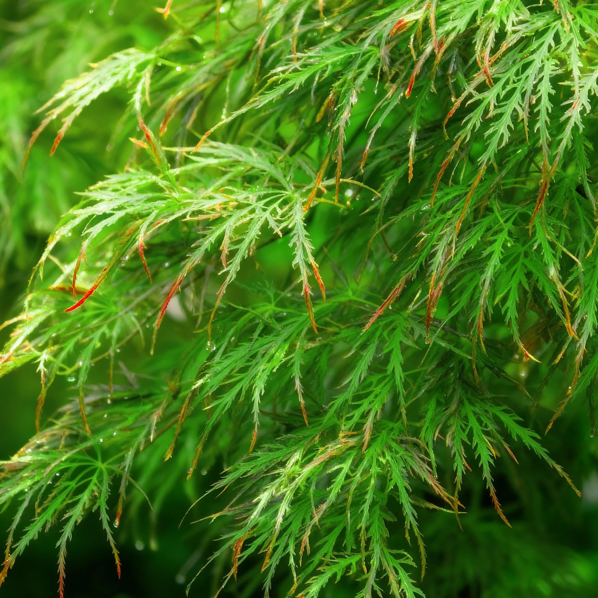 Acer Palmatum Emerald Lace, Piante da Esterno, Verde, Set da 3, H35cm