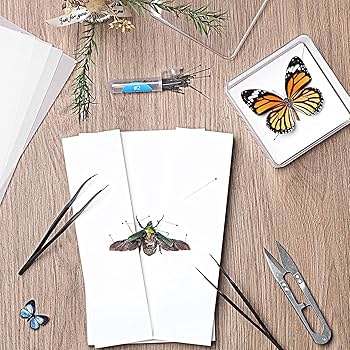 Amazon | 昆虫標本キット、標本ツール キット、再利用可能な剥製