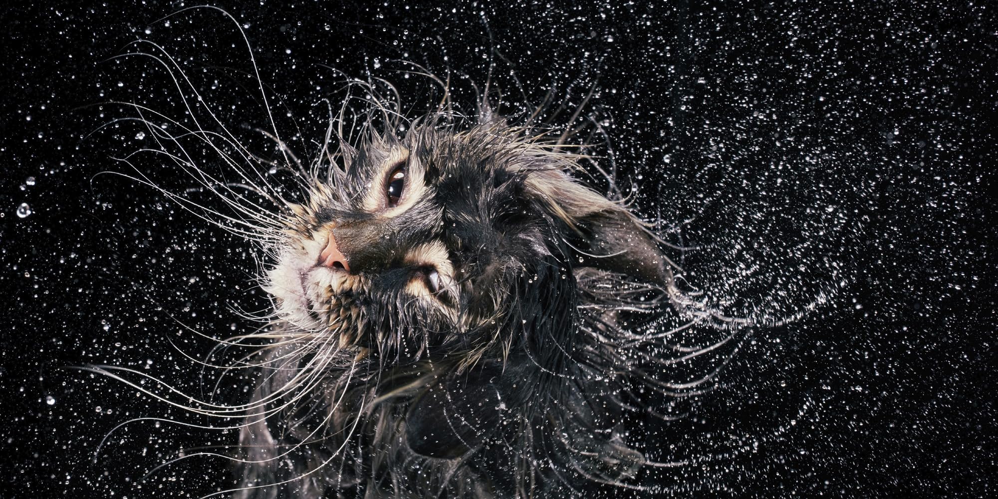 Katzen: Hochwertiger Bildband mit beeindruckender Tierfotografie, stimmungsvollen Aufnahmen und faszinierenden Fakten - das ideale Geschenk für Katzenliebhaber