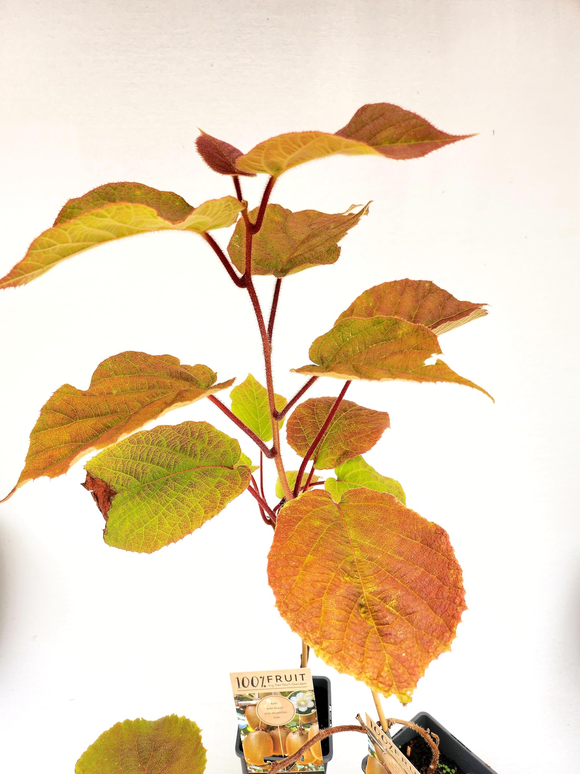 POWERS TO FLOWERS - KIWI HAYWARD, VARIETA' AUTOFERTILE, piante vere