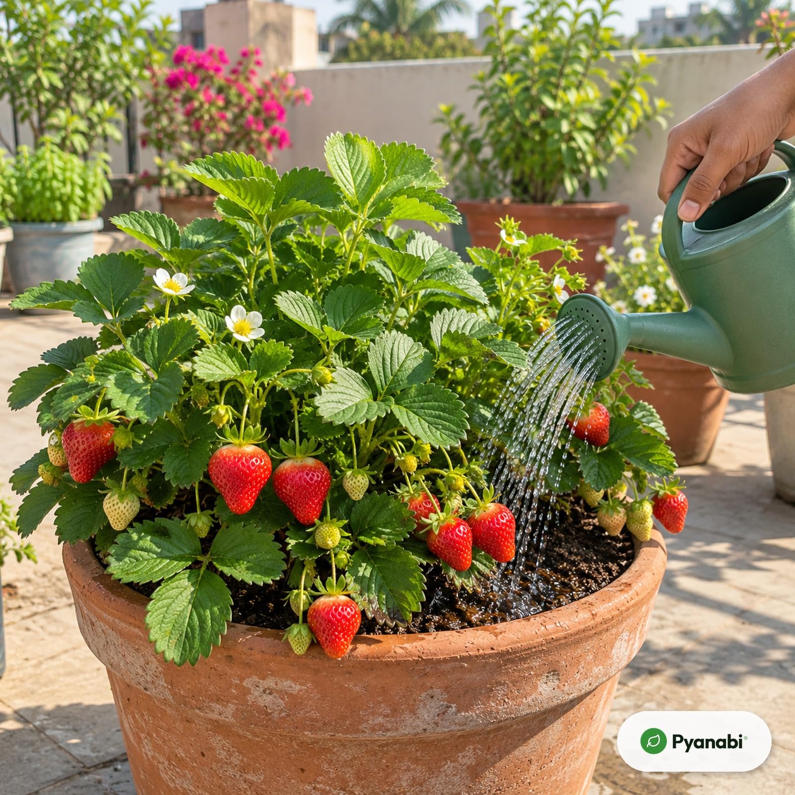 Thai Strawberry Plant - Grow Your Own! -6 Thai Strawberry Plant - Grow Your Own! -6