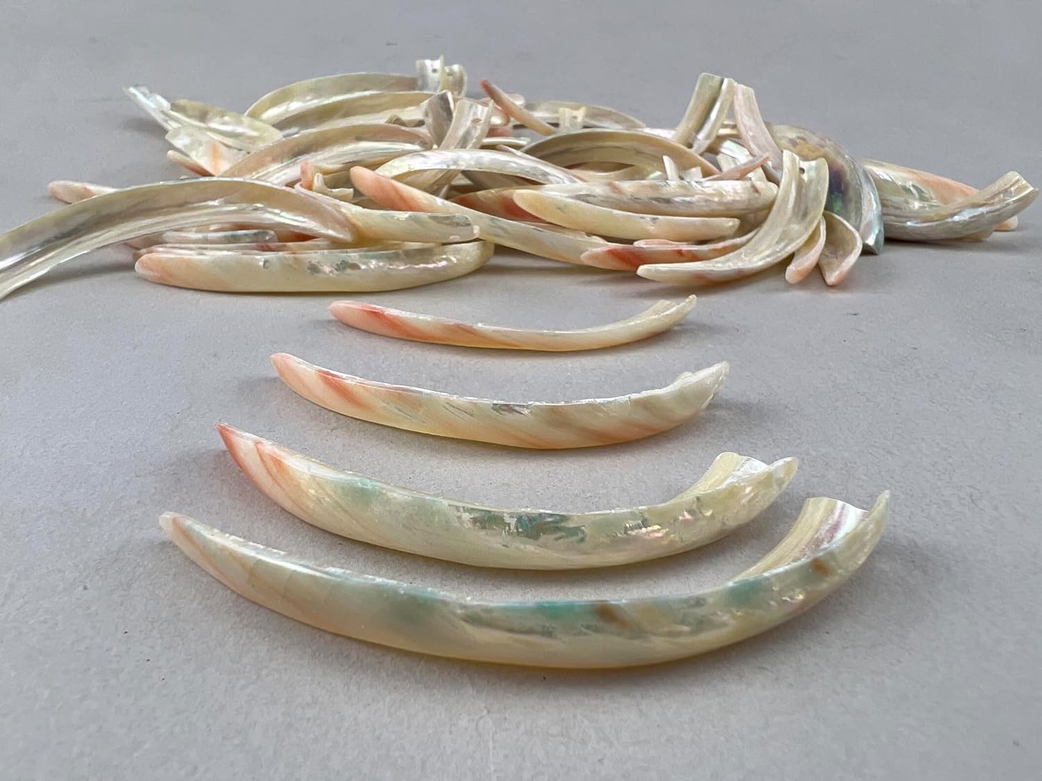 75 Pieces Red Abalone Tusk Pendant Jewelry Craft 2-3"