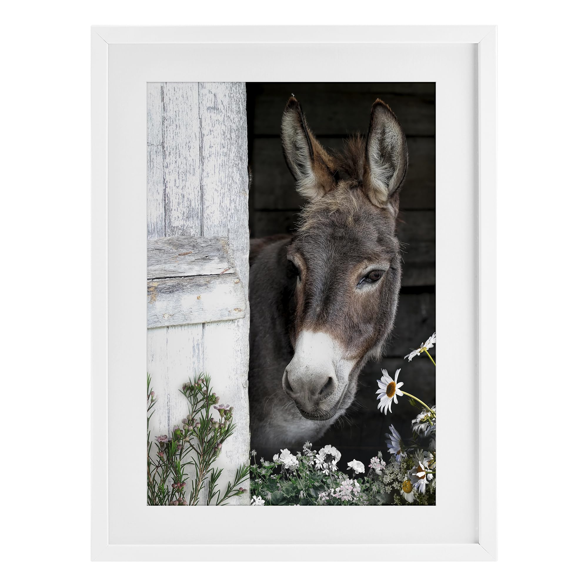 Stupell Industries Coastal White (Textured) Gentle Donkey Barn Peering, 17 X 23 Inch Framed Print Under Glass