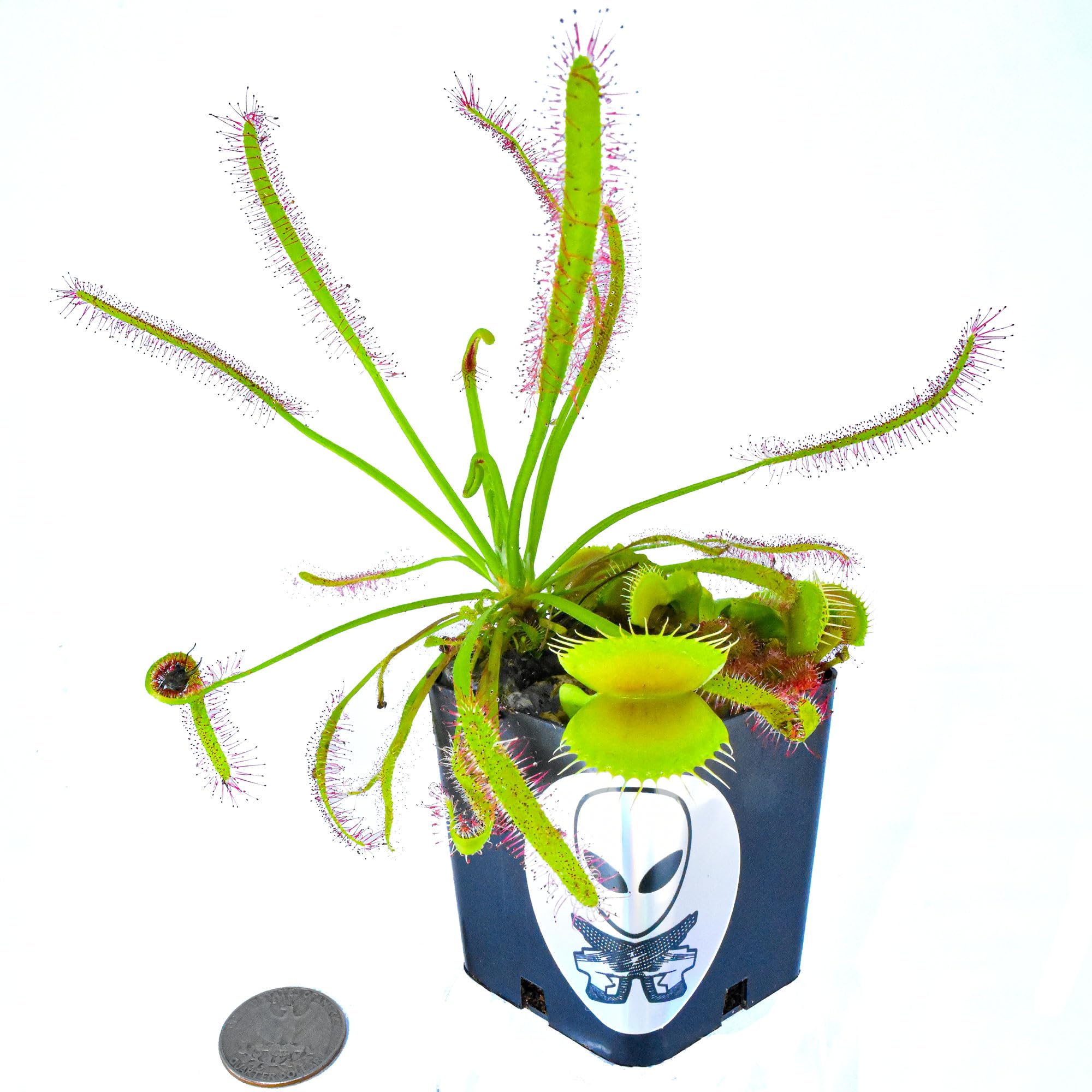 Amazon.com : Mars Venus Flytraps- Saturn - Venus Flytrap Drosera