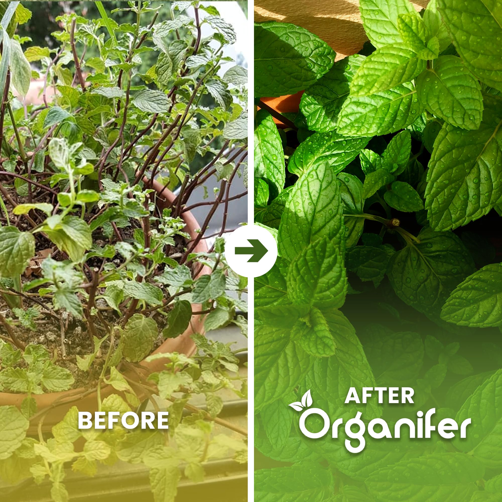 Engrais liquide organique 1L pour Menthe – croissance optimale et feuillage luxuriant – Organifer