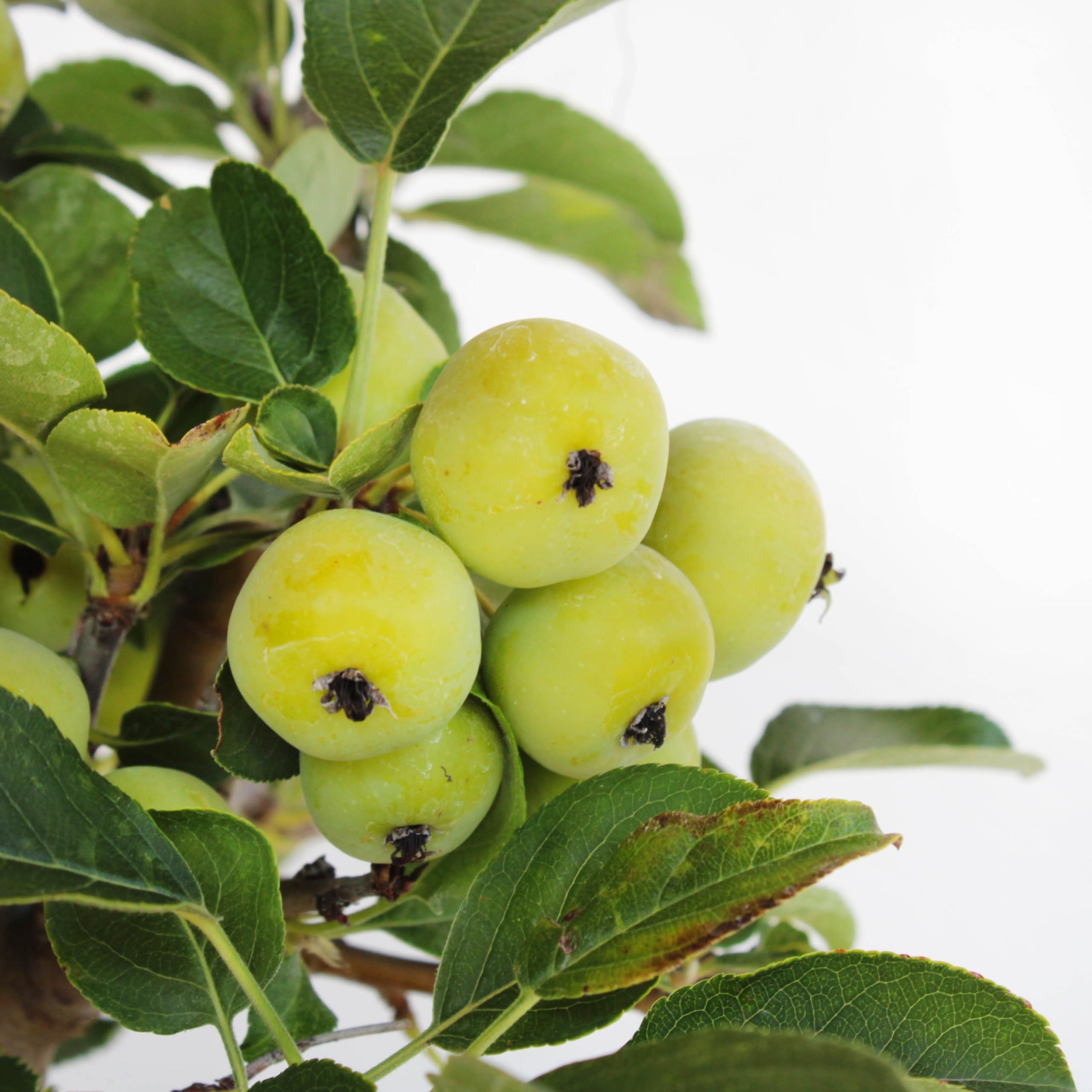 KENTIS - Bonsai di Melo - Malus Sp. - Pianta Vera da Frutto da Esterno - Piante da Giardino Balcone Terrazzo - H 40/45 cm Vaso in Ceramica 26 cm